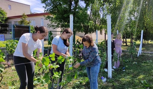 Зелені операції на винограднику